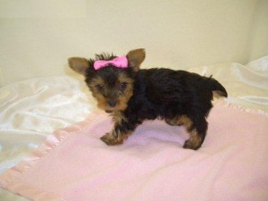 Authentic Yorkie Puppies