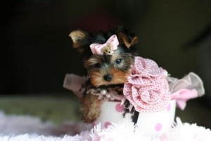 Inspirational Yorkie Puppies