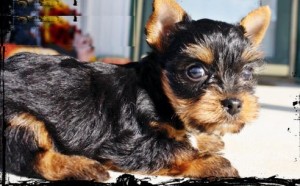 Realistic Yorkie Puppies