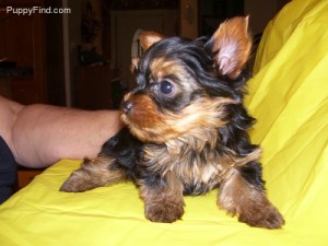 Good-looking Yorkie Puppies