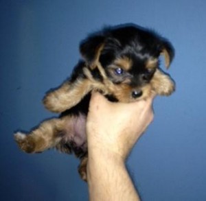 Skillful Yorkie Puppies