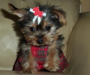 Immaculate Yorkie Puppies