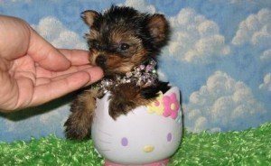 Elegant Yorkie Puppies