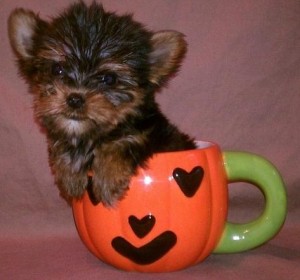 Immaculate Yorkie Puppies