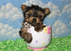 Comely Yorkie Puppies