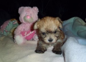Apt Yorkie Puppies