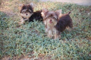 Intellectual Yorkie Puppies