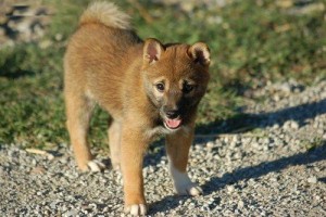 Realistic Shiba Inu Puppies READY FOR ADOPTION