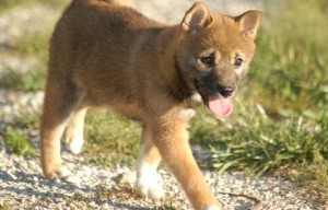 Credible Shiba Inu Puppies READY FOR ADOPTION