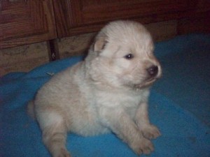 CHOW CHOW PUPPPIES NOW READY TO GO