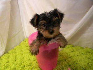 Well Trained Yorkie Puppies For Re Homing