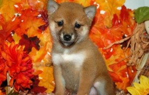 Cultural Shiba Inu Puppies READY FOR ADOPTION