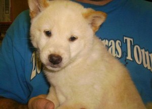Significant Shiba Inu Puppies READY FOR ADOPTION