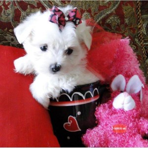 Maltese AKC puppies male and female 12 weeks pets loo trained