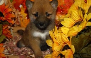 Fanciful Shiba Inu Puppies READY FOR ADOPTION