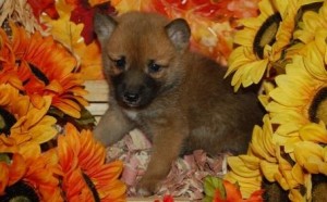 Plausible Shiba Inu Puppies READY FOR ADOPTION