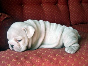 ? ? ?ICE WHITE BULLDOG PUPPY FOR ADOPTION