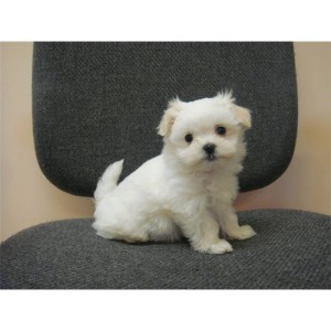 $130, 2 Maltese Puppy For Sale/Adoption!