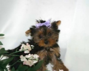 Xmas adorable two Yorkshire Terriers