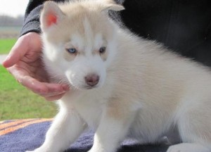 Tn Male 5 Siberian Husky Puppies .