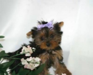 Teacup and Regular Size Yorkie Puppies