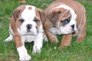adorable english bulldog puppies with papers for adoption