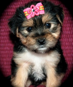 Affectionate and charming Yorkies puppies for adoption