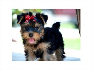 These little male and female yorkies puppies