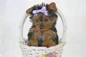 Beautiful T-cup Yorkie Puppies For A Good Home