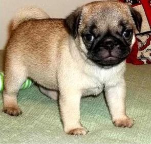 EXCELLENT MALE AND FEMALE PUG PUPPIES FOR X-MAS