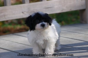 outstanding Havanese puppies ready (604) 674-8586