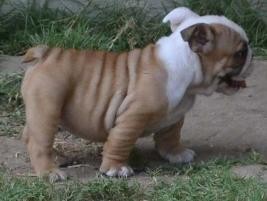 absolutely beautiful English bulldog puppies for your exmaz