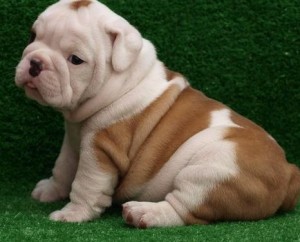 Adorable Male And Female English Bulldog Puppies Looking For A New Home