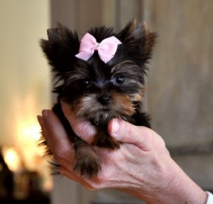 Spectacular AKC Yorkshire Terrier Girl for Adoption -11 weeks old .