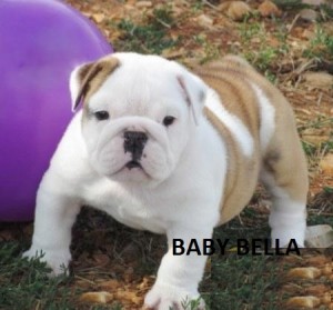 Out Standing Akc Reg English Bulldog Puppies for you