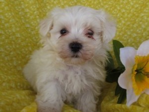 Gorgeous Teacup Maltese puppies for adoption