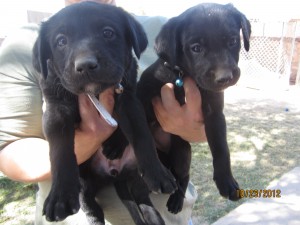 selling labrador puppies