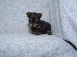 Two Cute teacup Yorkie Puppies for Adoption