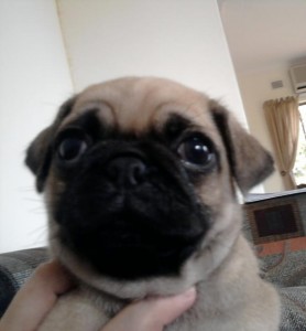 ADORABLE MALE AND FEMALE PUG PUPPIES FOR X-MAS