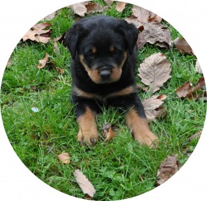Playful Rottweiler puppies::Ready for new homes on Nov. 5