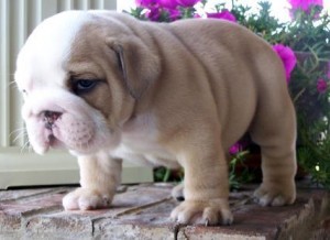 GORGEOUS AND CHARMING ENGLISH BULLDOG PUPPIES FOR FREE ADOPTION