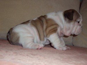 ***Inspirational English Bulldog Puppies For Re-homing***