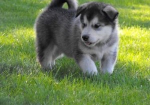 Young Alaskan Malamute puppies