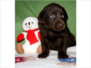 chocolate labrador retriever puppies