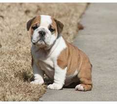FREE END OF YEAR MALE AND FEMALE ENGLISH BULLDOG PUPPIES FOR ADOPTION