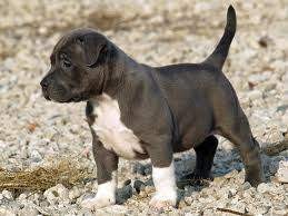 Pitbull Puppies ready