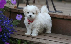 Gorgeous Maltese puppies.