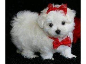 VERY CUTE CHRISTMAS MALTESE puppies seeking a true home.