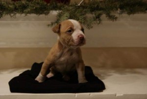 American PitBull Puppies And Watch Dogs