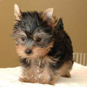 Yorkshire puppies